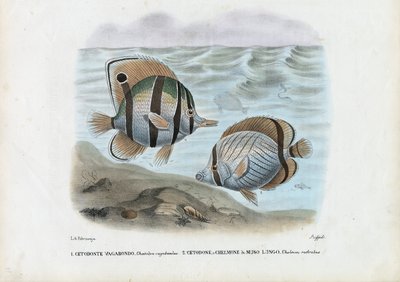 Butterflyfish by Raimundo Petraroja